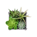 Monarch Specialties - 9370 Succulente Artificielle 8" de Haut - Pots en Bois Gris - Ensemble de 2-Fabriquées à partir de matériaux de haute qualité, ces plantes artificielles offrent l'apparence de verdure naturelle sans nécessiter aucun entretien