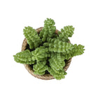 Monarch Specialties - 9367 Succulente Artificielle 7" de Haut - Pots en Ciment Brun - Ensemble de 2-Chaque plante artificielle est logée dans un élégant pot en ciment marron, offrant une base stable tout en renforçant son aspect réaliste