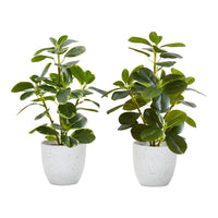 Monarch Specialties - Plante Artificielle - 14 po H - Ficus - Mis En Pot - Ensemble De 2 - Feuilles Vertes - Pots Blancs-Cet ensemble de 2 plantes artificielles en pot Ficus Elastica, d'une hauteur de 14 pouces, apportera un peu de verdure à votre espace intérieur