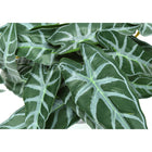 Monarch Specialties - Plante Artificielle - 8 po H - Alocasie - Mis En Pot - Ensemble De 2 - Feuilles Vertes - Pots En Ciment Noir-7