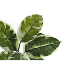 Monarch Specialties 52" Artificial Indoor Rubber Tree - Floor - Black Pot-5 year limited warranty against manufacturer's defects