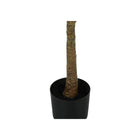 Monarch Specialties - Plante Artificielle - 47 po H - Arbre À Violons - Mis En Pot - Touche Réelle - Feuilles Vertes - Pot Noir-Aucun assemblage requis: Dimensions du produit : 25 po L x 24 po l x 47 po H