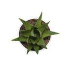 Monarch Specialties - Plante Artificielle - 6 po H - Succulent - Mis En Pot - Ensemble De 3 - Plantes Vertes - Pots Blancs-9