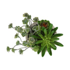 Monarch Specialties - 9365 Succulente Artificielle 9" de Haut - Pots en Ciment Beige - Ensemble de 2-Fabriquées à partir de matériaux de haute qualité, ces succulentes artificielles offrent la beauté du feuillage sans nécessiter aucun entretien