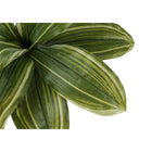 Monarch Specialties - Plante Artificielle - 17 po H - Dracaena - Mis En Pot - Touche Réelle - Feuilles Vertes - Pot Noir-Garantie limitée de 5 ans contre les défauts du fabricant