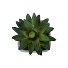 Monarch Specialties - 9363 Succulente Artificielle 8" de Haut - Pots en Ciment Gris - Ensemble de 2-Présentées dans des pots en ciment gris élégants, chaque plante artificielle offre un look contemporain tout en garantissant une base stable et durable qui complète les décors modernes