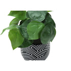 Monarch Specialties - Plante Artificielle - 8 po H - Alocasie - Mis En Pot - Ensemble De 2 - Feuilles Vertes - Pots En Ciment Noir-Aucun assemblage n'est requis et une garantie limitée de 5 ans contre les défauts de fabrication est offerte pour votre confiance