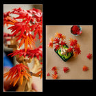 LEGO Botanicals Japanese Red Maple Bonsai Tree-Unique home or office decor - invite tranquillity into your living or working space with an displayable brick-built tree that will never wilt or need to be watered