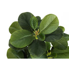 Monarch Specialties - Plante Artificielle - 14 po H - Ficus - Mis En Pot - Ensemble De 2 - Feuilles Vertes - Pots Noirs-6