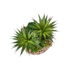 Monarch Specialties 9369 9" Tall Artificial Succulents - Brown Woven Basket - Set of 2-Each artificial succulent is styled in a brown woven basket, creating a natural, decorative foundation that enhances its realistic look