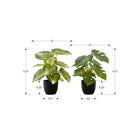 Monarch Specialties - Plante Artificielle - 13 po H - Monstera Calthea - Mis En Pot - Ensemble De 2 - Feuilles Vertes - Pots Noirs-Ces plantes de table sont faites à partir des meilleurs matériaux et ne nécessitent aucun entretien ni d'arrosage, pour des ornements décoratifs durables et respectueux de l'environnement qui dureront toute la vie