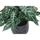 Monarch Specialties - Plante Artificielle - 8 po H - Alocasie - Mis En Pot - Ensemble De 2 - Feuilles Vertes - Pots En Ciment Noir-Dimensions du produit : 8 po L x 7 po W x 8 po H (chaque plante)