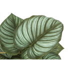 Monarch Specialties - Plante Artificielle - 13 po H - Épipremnum - Mis En Pot - Ensemble De 2 - Feuilles Vertes - Pots Noirs-Garantie limitée de 5 ans contre les défauts du fabricant