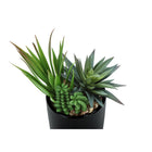 Monarch Specialties - Plante Artificielle - 7 po H - Succulent - En Pot - Ensemble De 2 - Plantes Vertes - Pots Noirs Brillants-Pour une utilisation à l'intérieur uniquement, ces plantes artificielles bénéficient d'une garantie limitée de 5 ans contre tout défaut pour votre satisfaction