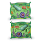 Learning Resources Cross-Section Plant Cell Model-Age group and grade: Ages 7 - 11 and grades 2nd - 5th