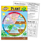 TREND enterprises, Inc. Life Cycle of a Plant Learning Chart, 17" x 22"-Color: Assorted