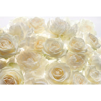 Komar Ivory Rose Wall Mural, Off-White-Printed on non woven