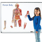 Learning Resources Double-Sided Magnetic Human Body-Realistically detailed pieces combine to create a body over 3' tall