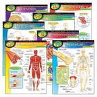 TREND enterprises, Inc. The Human Body Learning Charts Combo Pack, 7 Pack-Classroom