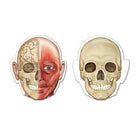 Learning Resources Double-Sided Magnetic Human Body-Subject: Human body charts