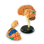 Learning Resources Brain Anatomy Model-Type: Human body