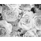 ohpopsi Grey Petals Wall Mural, White-Printed on nonwoven material