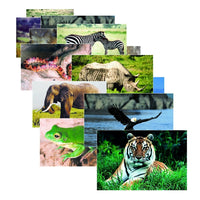 Stages Learning Materials Ensemble d'affiches sur les animaux sauvages, paquet de 10-Ces belles affiches photographiques en couleur sont parfaites pour la décoration de la salle de classe ou pour diriger des cours en petits groupes
