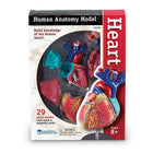 Learning Resources Heart Anatomy Model-Type: Human body